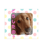 ♪保護犬リオ♪（個別スタンプ：15）