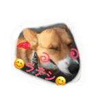 コーギー 犬 ラテ（個別スタンプ：7）