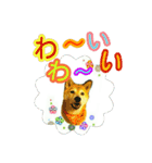 柴犬 くるみちゃん 14（個別スタンプ：2）