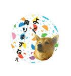柴犬 くるみちゃん 14（個別スタンプ：27）