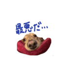 山田家の愛犬（個別スタンプ：6）