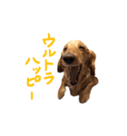 山田家の愛犬（個別スタンプ：7）