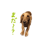 山田家の愛犬（個別スタンプ：10）