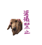 山田家の愛犬（個別スタンプ：11）