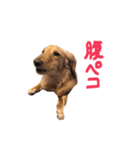 山田家の愛犬（個別スタンプ：15）