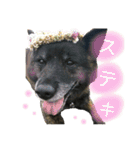 甲斐犬 百丹（個別スタンプ：4）