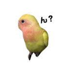 インコのQOO（個別スタンプ：5）