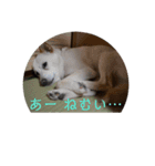 磯犬（個別スタンプ：8）