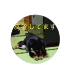 磯犬（個別スタンプ：9）