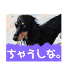 愛犬チェリーの日常（個別スタンプ：14）