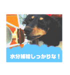 愛犬チェリーの日常（個別スタンプ：20）