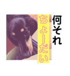 愛犬チェリーの日常（個別スタンプ：23）