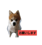 動物ず（個別スタンプ：1）