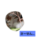 動物ず（個別スタンプ：7）