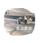 猫とか猫とか（個別スタンプ：7）