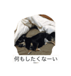 ココ犬（個別スタンプ：3）