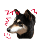 柴犬ごまのモフモフLife（個別スタンプ：22）