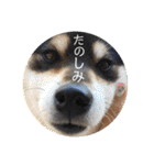 柴犬ごまのモフモフLife（個別スタンプ：25）