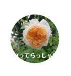 薔薇でご挨拶（個別スタンプ：2）