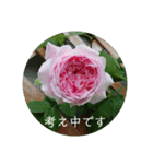 薔薇でご挨拶（個別スタンプ：4）