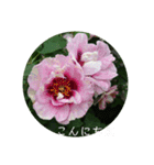 薔薇でご挨拶（個別スタンプ：8）