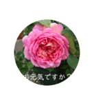 薔薇でご挨拶（個別スタンプ：9）