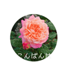 薔薇でご挨拶（個別スタンプ：10）