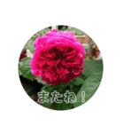 薔薇でご挨拶（個別スタンプ：11）