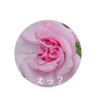 薔薇でご挨拶（個別スタンプ：12）