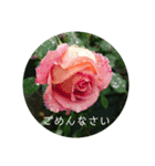 薔薇でご挨拶（個別スタンプ：13）