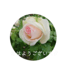 薔薇でご挨拶（個別スタンプ：14）