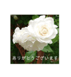 薔薇でご挨拶（個別スタンプ：15）