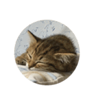おやすみ猫ちゃんスタンプ(実写)（個別スタンプ：1）