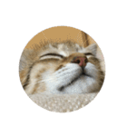 おやすみ猫ちゃんスタンプ(実写)（個別スタンプ：2）