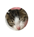 おやすみ猫ちゃんスタンプ(実写)（個別スタンプ：9）