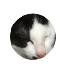 おやすみ猫ちゃんスタンプ(実写)（個別スタンプ：11）