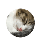 おやすみ猫ちゃんスタンプ(実写)（個別スタンプ：21）