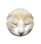 おやすみ猫ちゃんスタンプ(実写)（個別スタンプ：23）