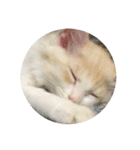 おやすみ猫ちゃんスタンプ(実写)（個別スタンプ：26）