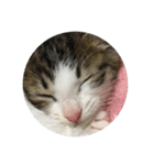おやすみ猫ちゃんスタンプ(実写)（個別スタンプ：29）