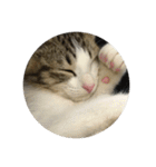 おやすみ猫ちゃんスタンプ(実写)（個別スタンプ：30）