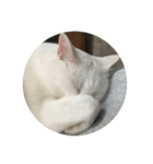 おやすみ猫ちゃんスタンプ(実写)（個別スタンプ：38）