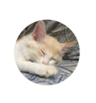 おやすみ猫ちゃんスタンプ(実写)（個別スタンプ：39）