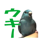 いつでもさざなみインコ4（個別スタンプ：2）