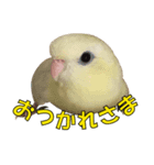 いつでもさざなみインコ4（個別スタンプ：3）