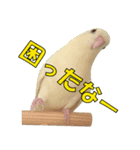 いつでもさざなみインコ4（個別スタンプ：6）