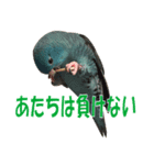 いつでもさざなみインコ4（個別スタンプ：7）