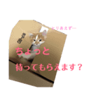 かわ猫[あめちゃん]（個別スタンプ：4）