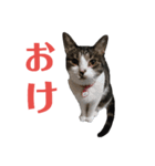 苦労猫おプンの日常（個別スタンプ：1）