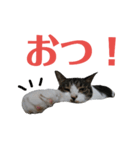 苦労猫おプンの日常（個別スタンプ：2）